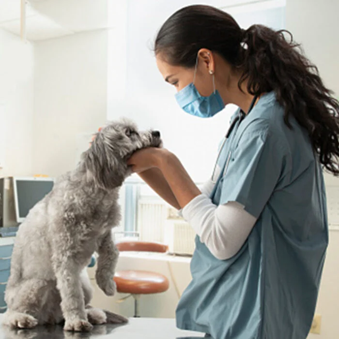 Veterinarian Dallas