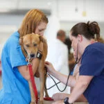 Veterinarian in Houston