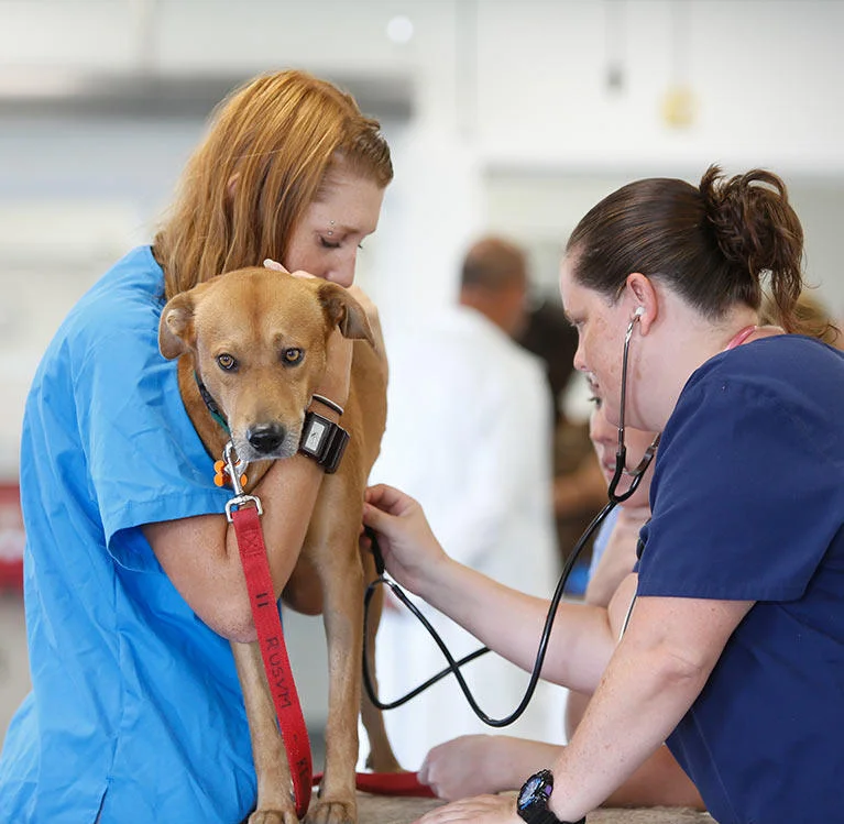 Veterinarian in Houston