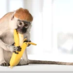 Banana Peeling Monkey Style
