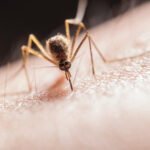 Malaria Detected in Florida