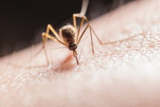 Malaria Detected in Florida