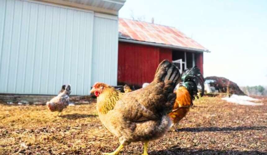 Avian Flu Returns to Arkansas Farm, Expanding Export Restrictions