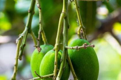 How much calorie your will get in a mango