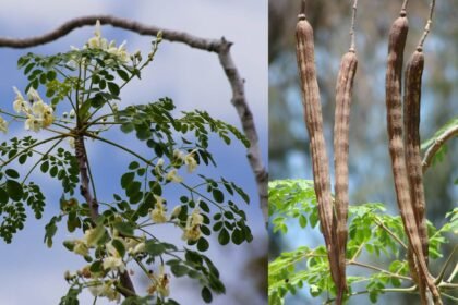 Health Benefits of Moringa