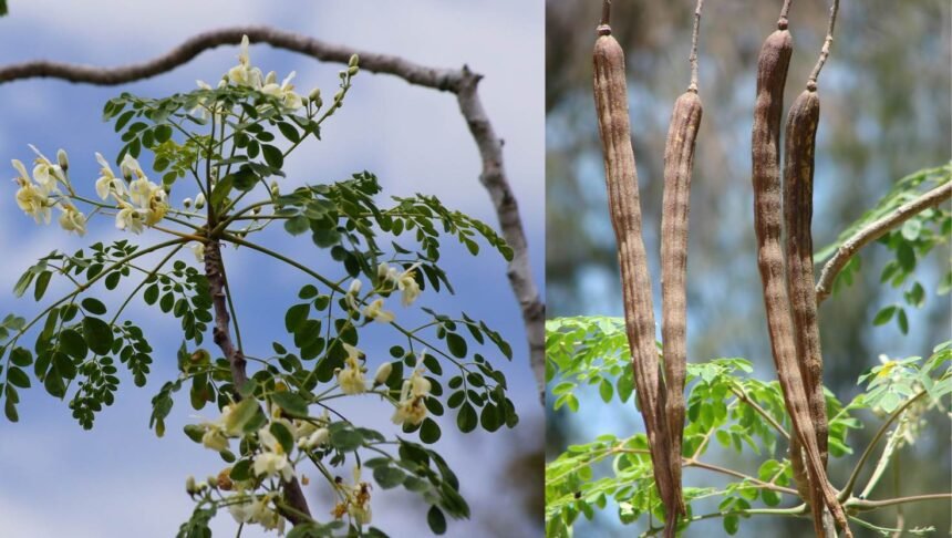 Health Benefits of Moringa