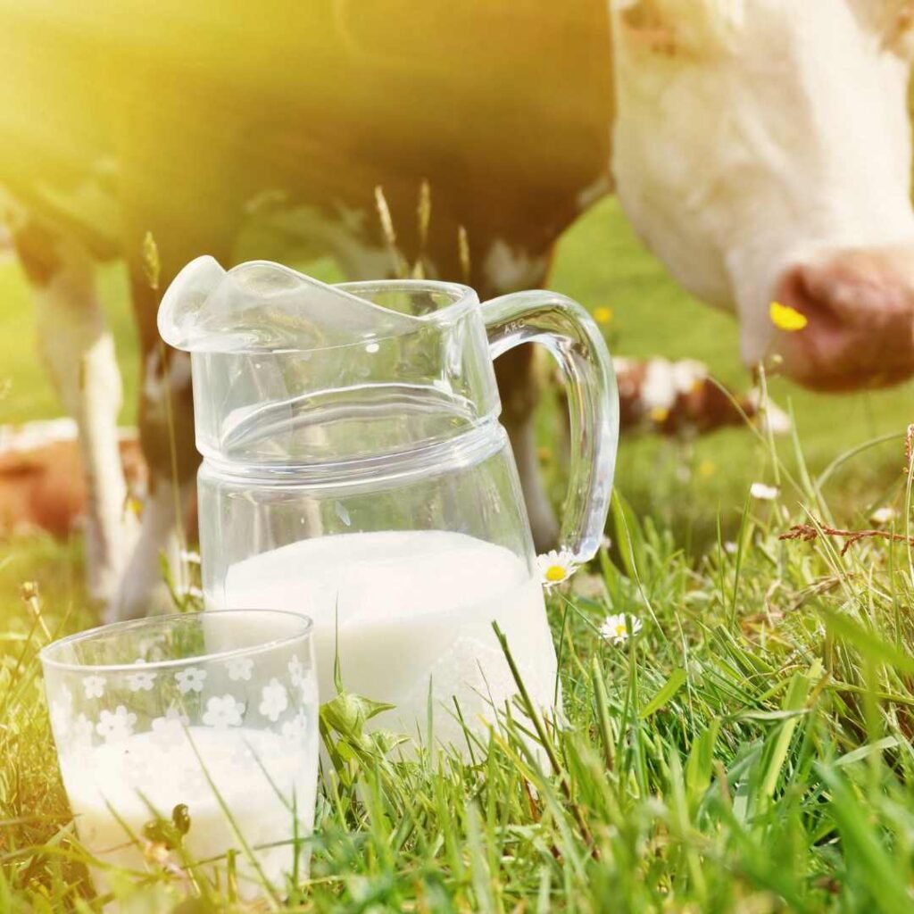 A cow grazes in the grass next to a glass of milk, symbolizing the connection between dairy and its source.